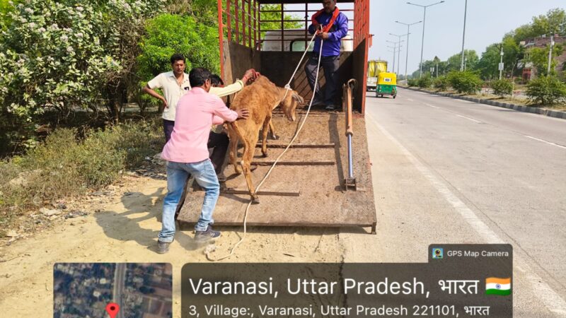 जनवार्ता की खबर का असर : आवारा गोवंश पर प्रशासन सक्रिय, काऊ कैप्चर से गौशालाओं में भेजे गए पशु