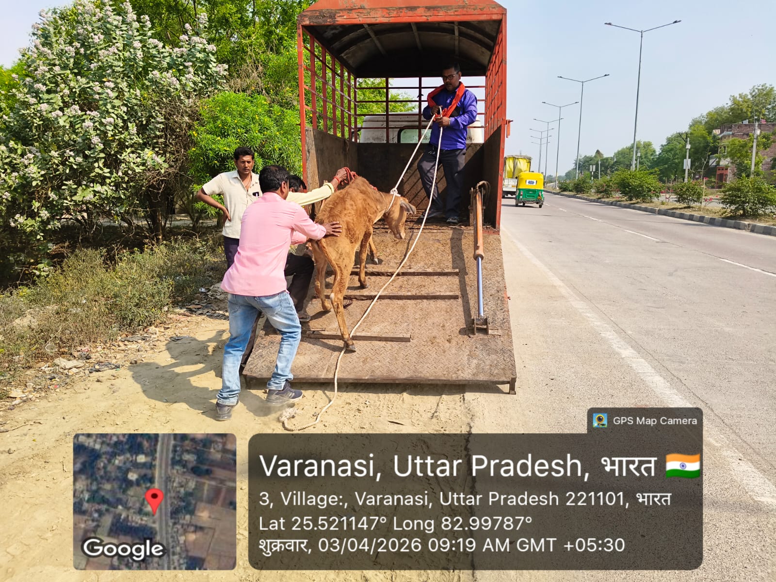 जनवार्ता की खबर का असर : आवारा गोवंश पर प्रशासन सक्रिय, काऊ कैप्चर से गौशालाओं में भेजे गए पशु