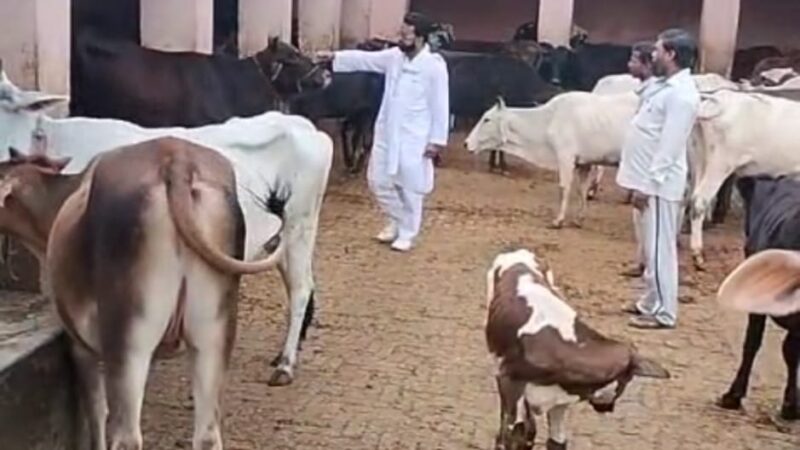 वाराणसी : कांजी हाउस से हो रही पशुओं की तस्करी, राष्ट्रीय गौ रक्षा वाहिनी ने की शिकायत