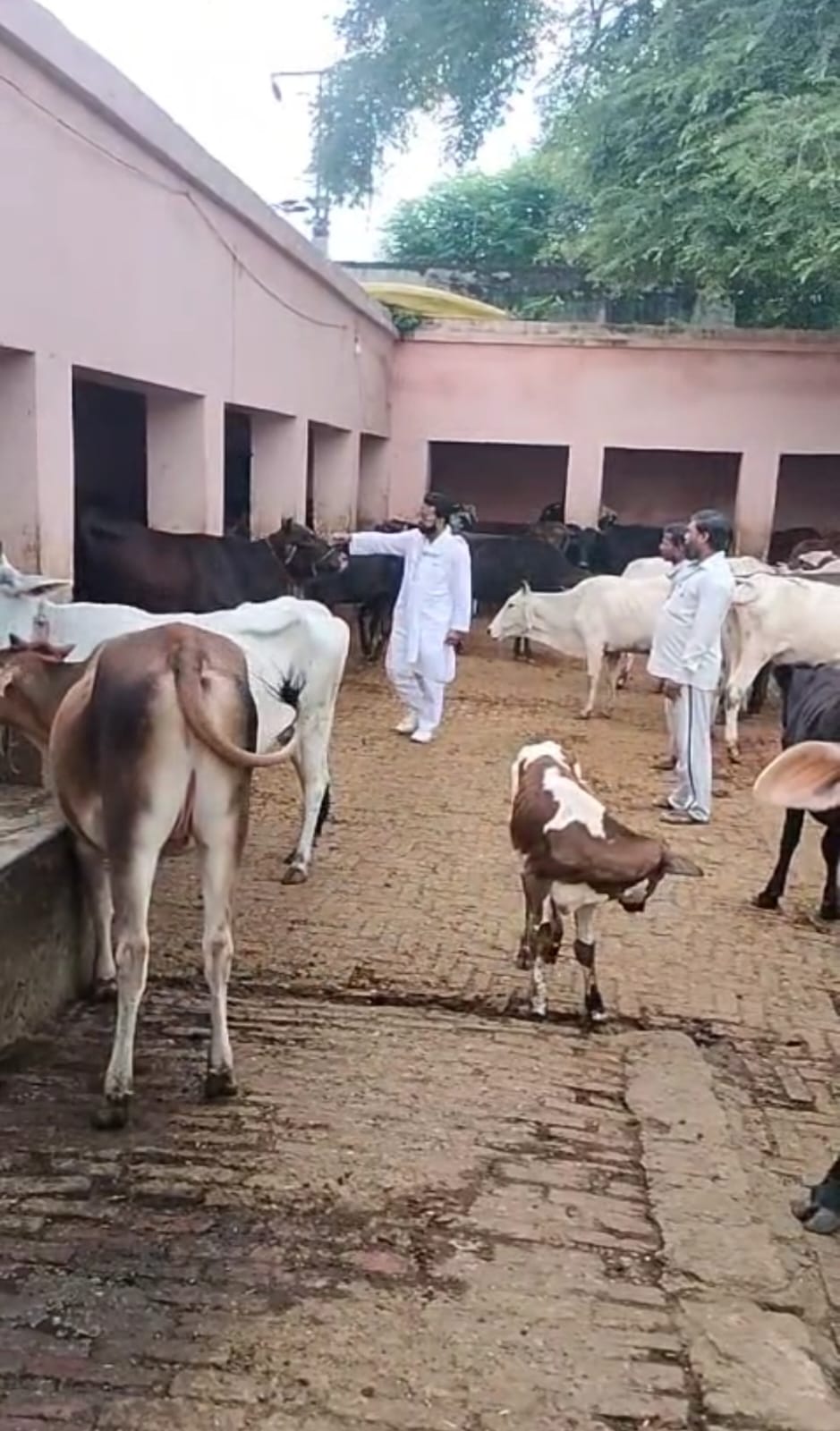 वाराणसी : कांजी हाउस से हो रही पशुओं की तस्करी, राष्ट्रीय गौ रक्षा वाहिनी ने की शिकायत