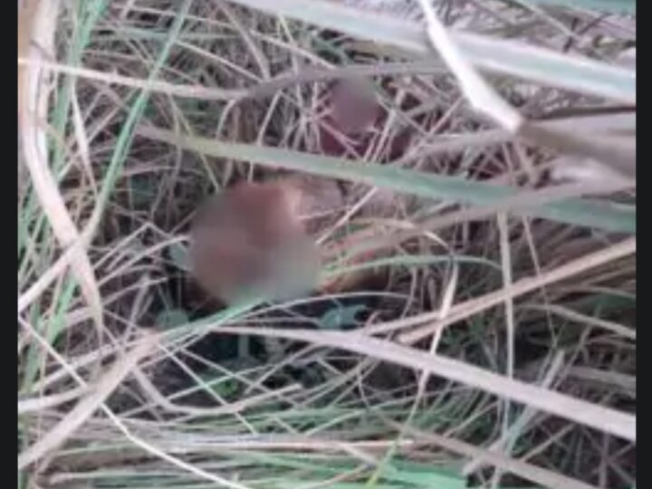 मैनपुरी में बहन ने प्रेमी संग मिलकर कराई भाई की हत्या,