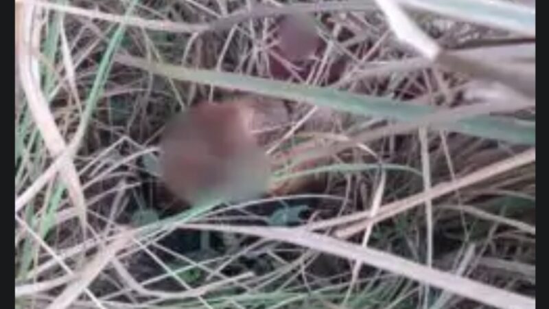 मैनपुरी में बहन ने प्रेमी संग मिलकर कराई भाई की हत्या,