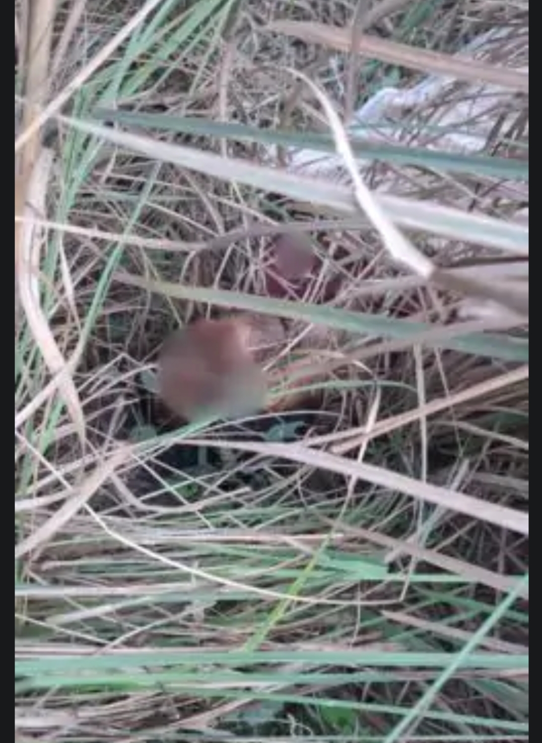 मैनपुरी में बहन ने प्रेमी संग मिलकर कराई भाई की हत्या,