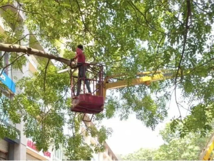 मुंबई में मानसून से पहले बीएमसी अलर्ट, 26 हजार से अधिक पेड़ों की छंटाई पूरी