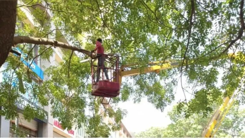 मुंबई में मानसून से पहले बीएमसी अलर्ट, 26 हजार से अधिक पेड़ों की छंटाई पूरी
