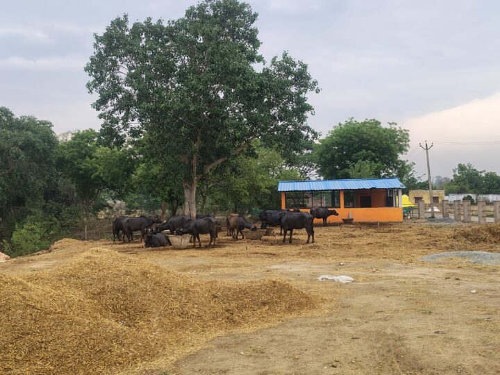सार्वजनिक स्थलों पर दबंगों का कब्जा, गंदगी से ग्रामीण परेशान; प्रधान ने दी धरने की चेतावनी