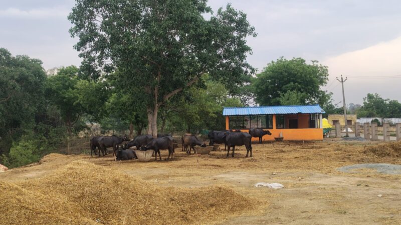सार्वजनिक स्थलों पर दबंगों का कब्जा, गंदगी से ग्रामीण परेशान; प्रधान ने दी धरने की चेतावनी