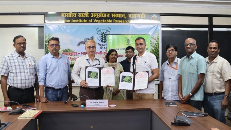मटर की उन्नत किस्म ‘काशी नंदिनी’ का नैफको को लाइसेंस हस्तांतरण*