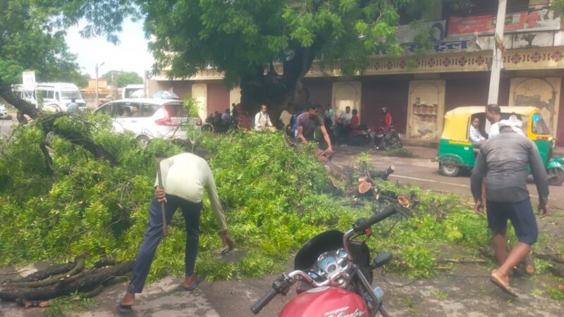 तेज आंधी-तूफान ने छावनी में मचाई तबाही, आधा दर्जन पेड़ गिरे