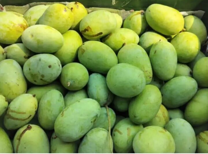 पहड़िया मंडी में बढ़ी आम की रौनक