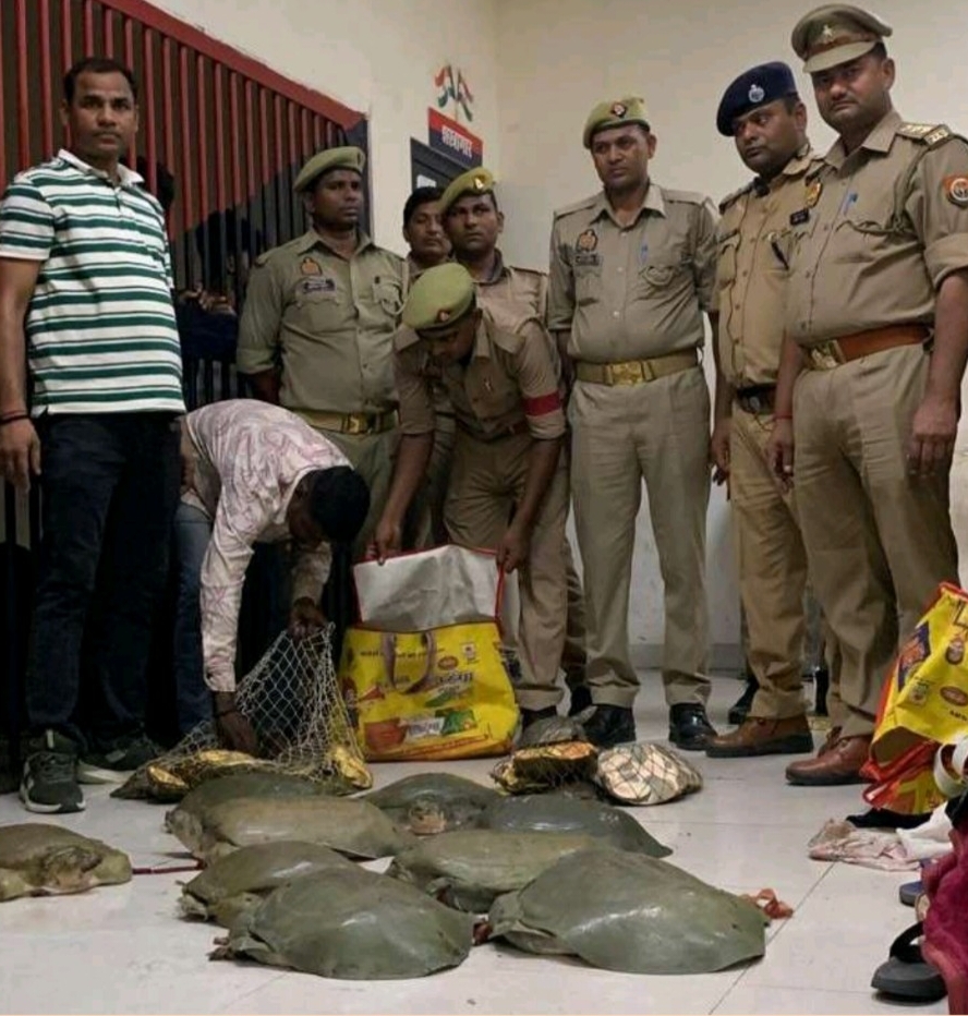जीआरपी : 20 लाख रुपये के 45 दुर्लभ कछुए बरामद