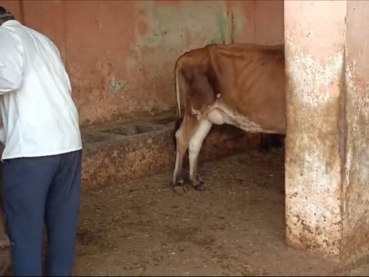 रा. गौ रक्षा वाहिनी के प्रयास से बदली नक्खी घाट कांजी हाउस की तस्वीर