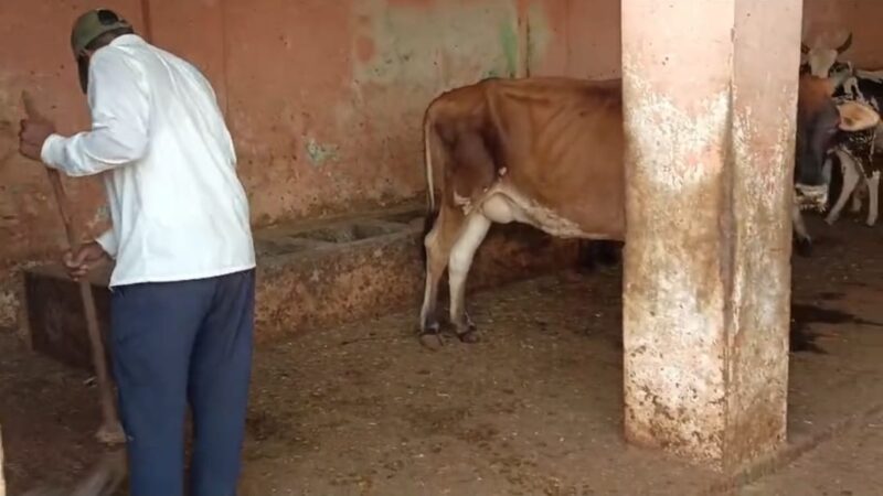 रा. गौ रक्षा वाहिनी के प्रयास से बदली नक्खी घाट कांजी हाउस की तस्वीर