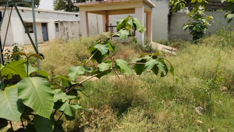 चिराग चले अंधेरा:स्वच्छता मिशन के तहत लाखों का खर्च, बीडीओ आवास पर पशु चिकित्सा परिसर में उगी बड़ी- बड़ी घास
