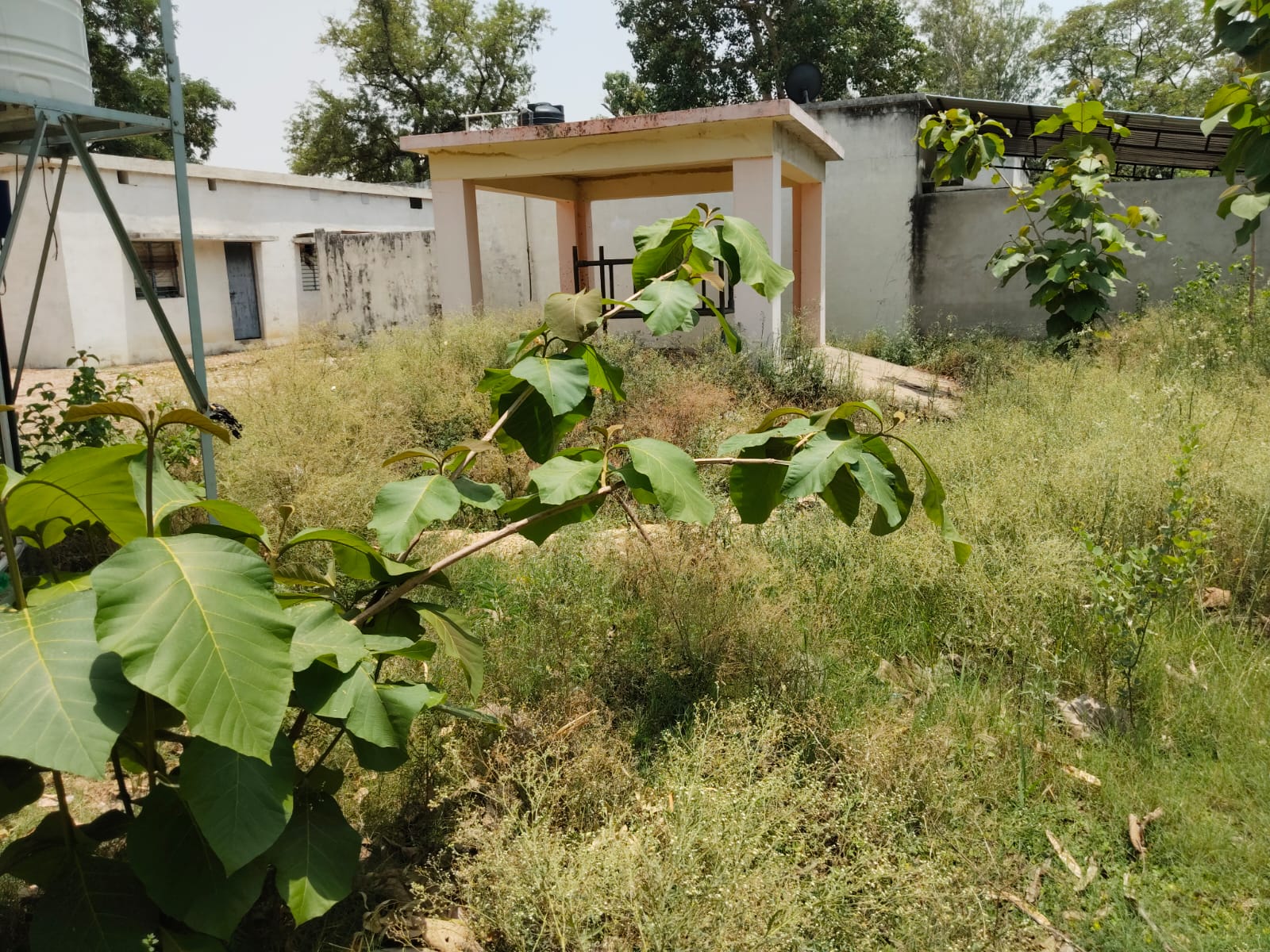 चिराग चले अंधेरा:स्वच्छता मिशन के तहत लाखों का खर्च, बीडीओ आवास पर पशु चिकित्सा परिसर में उगी बड़ी- बड़ी घास