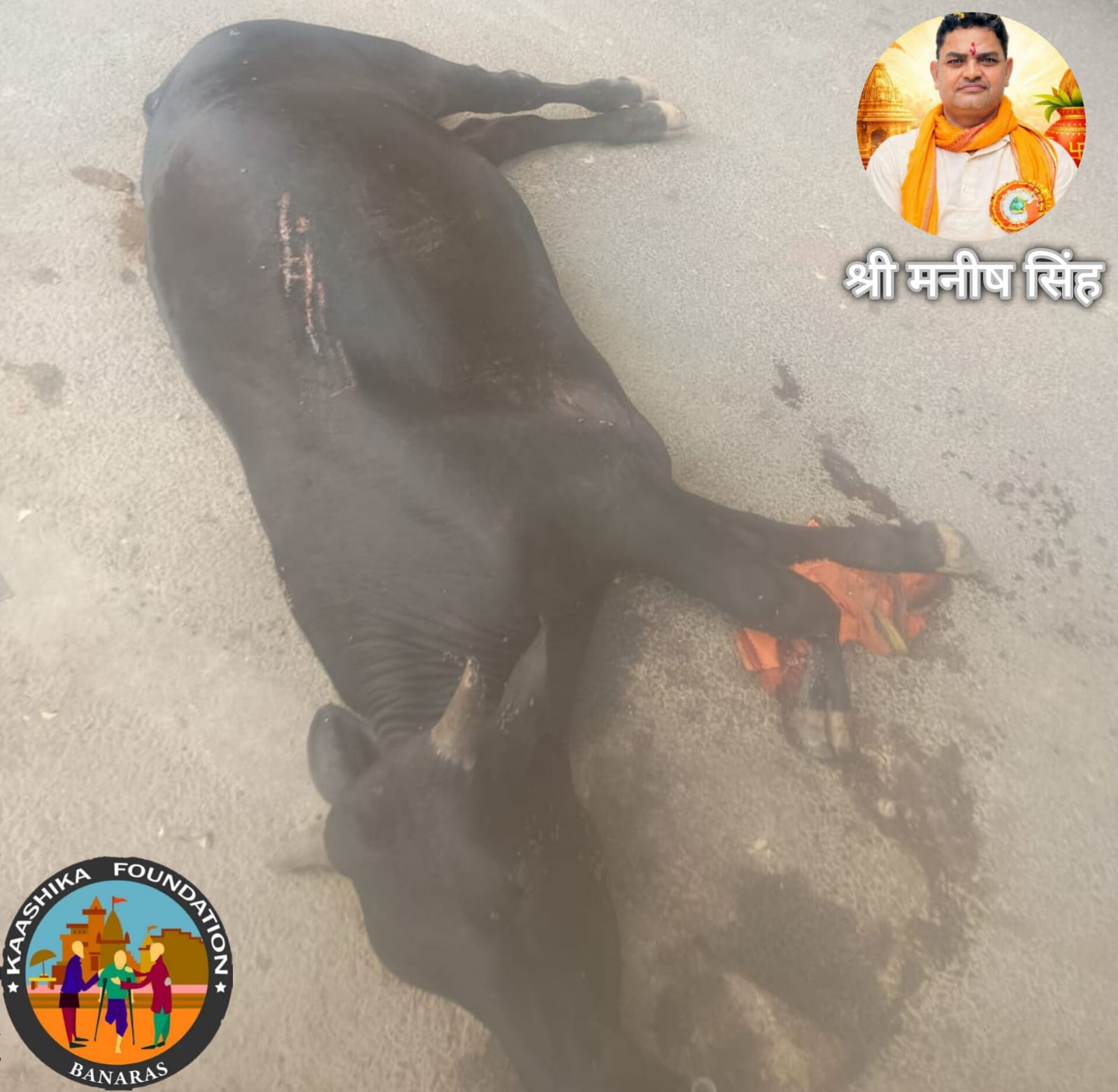 घायल गाय की मदद को आगे आए समाजसेवी, उपचार के लिए सुरक्षित स्थान पहुंचाया