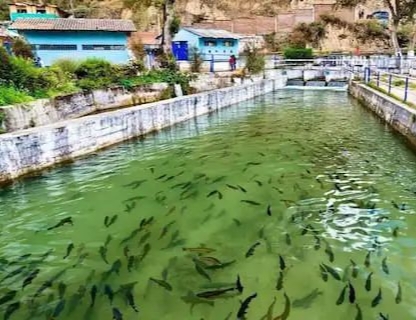 प्रधानमंत्री मत्स्य संपदा योजना से मछली पालन को बढ़ावा, तालाब निर्माण से विपणन तक मिलेगी सब्सिडी