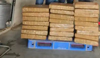 एनसीबी-एसटीएफ की संयुक्त कार्रवाई, वाराणसी में 124 किलो गांजा बरामद