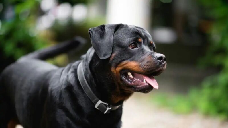 वाराणसी: रॉटविलर की चाकू मारकर हत्या, पिटबुल घायल; चार पर केस