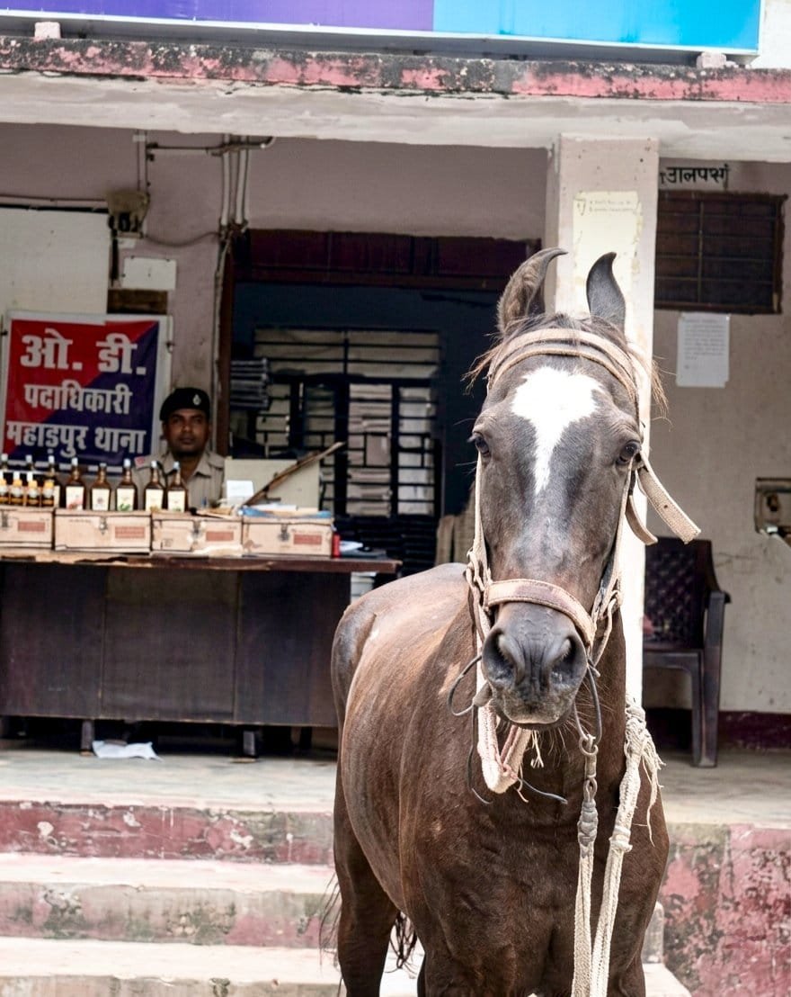 शराब के साथ पकड़ा गया घोड़ा!