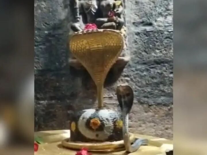 84 महादेव मंदिर में मिला कोबरा, सर्पमित्र ने किया रेस्क्यू