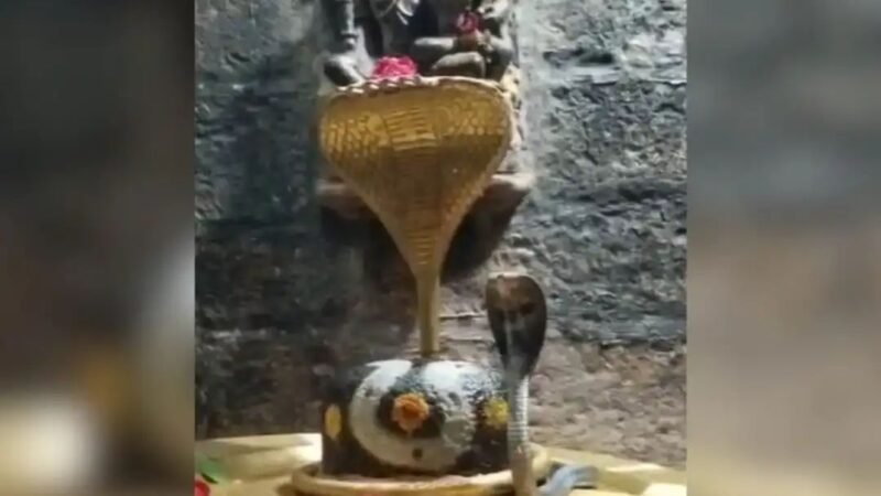 84 महादेव मंदिर में मिला कोबरा, सर्पमित्र ने किया रेस्क्यू