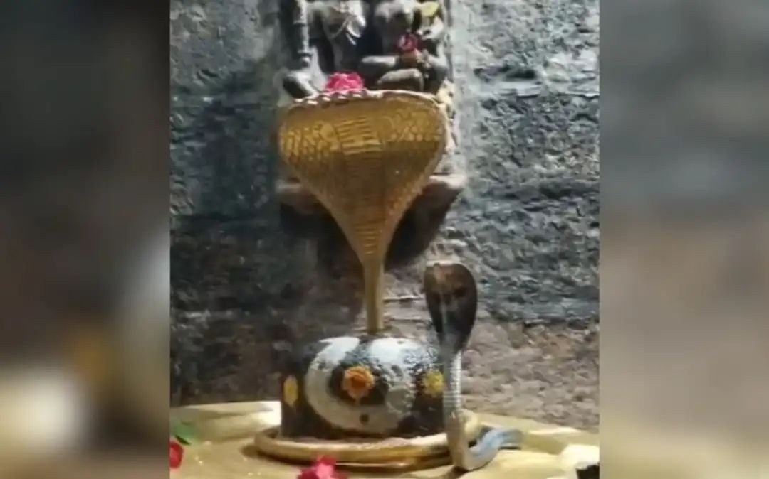 84 महादेव मंदिर में मिला कोबरा, सर्पमित्र ने किया रेस्क्यू