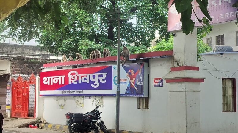 शिवपुर और रामलीला क्षेत्र में बंदरों के आतंक से दहशत