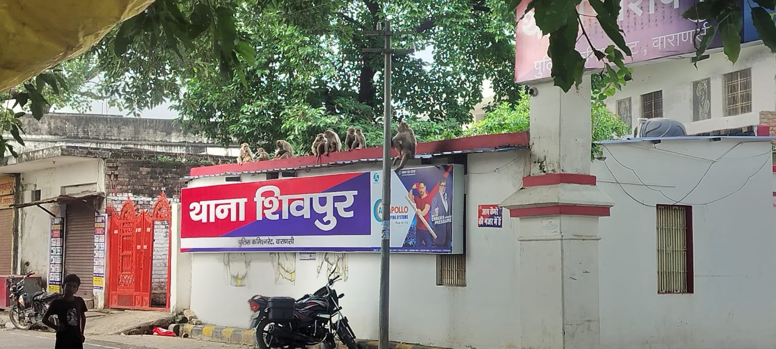 शिवपुर और रामलीला क्षेत्र में बंदरों के आतंक से दहशत