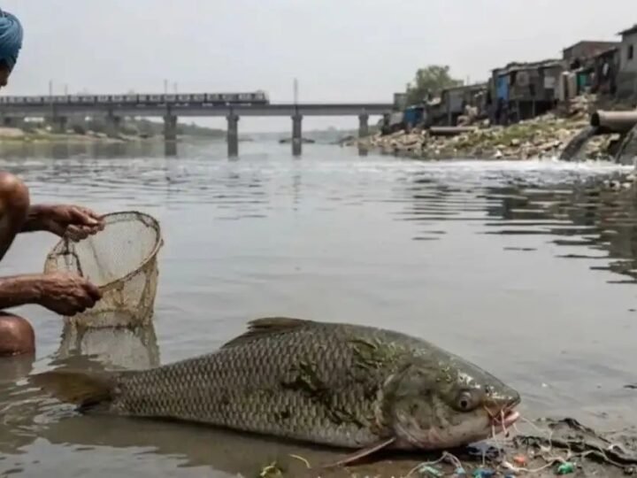 वाराणसी में रासायनिक कचरे से मछलियों के डीएनए और लिवर पर खतरा