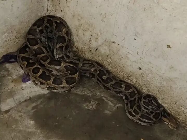 मकान में घुसा विशालकाय अजगर, ग्रामीणों ने पकड़कर तालाब में छोड़ा