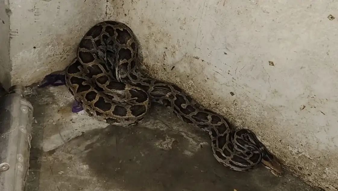 मकान में घुसा विशालकाय अजगर, ग्रामीणों ने पकड़कर तालाब में छोड़ा