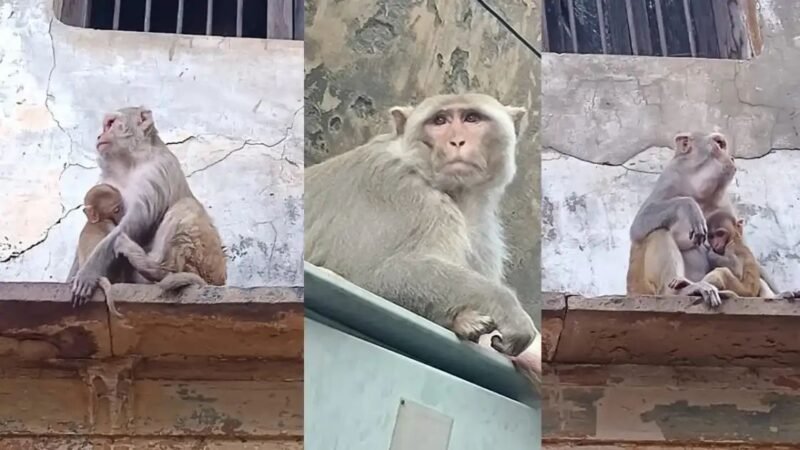 रामकुंड में बंदरों का आतंक