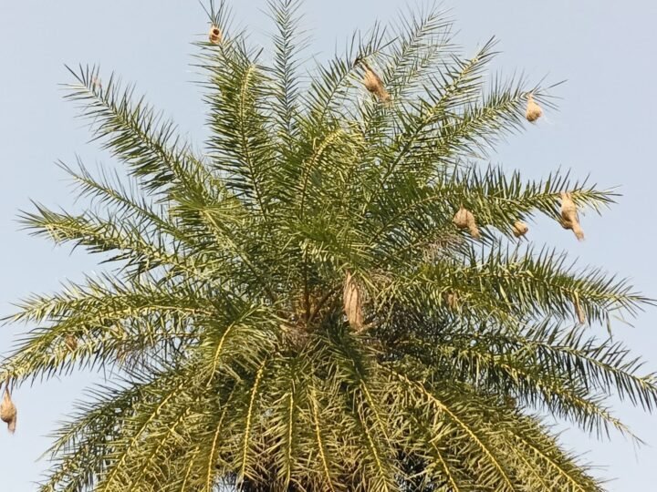 घोंसला ऐसा कि देखने वाला रह जाए हैरान, नर बया की कारीगरी पर फिदा होती है मादा