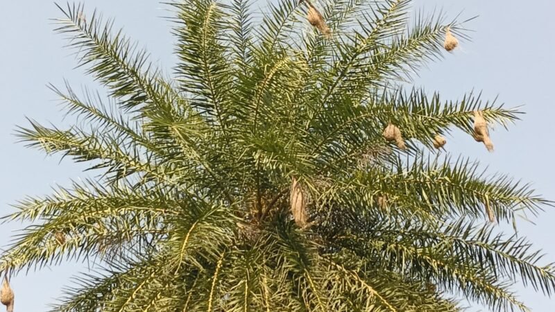 घोंसला ऐसा कि देखने वाला रह जाए हैरान, नर बया की कारीगरी पर फिदा होती है मादा