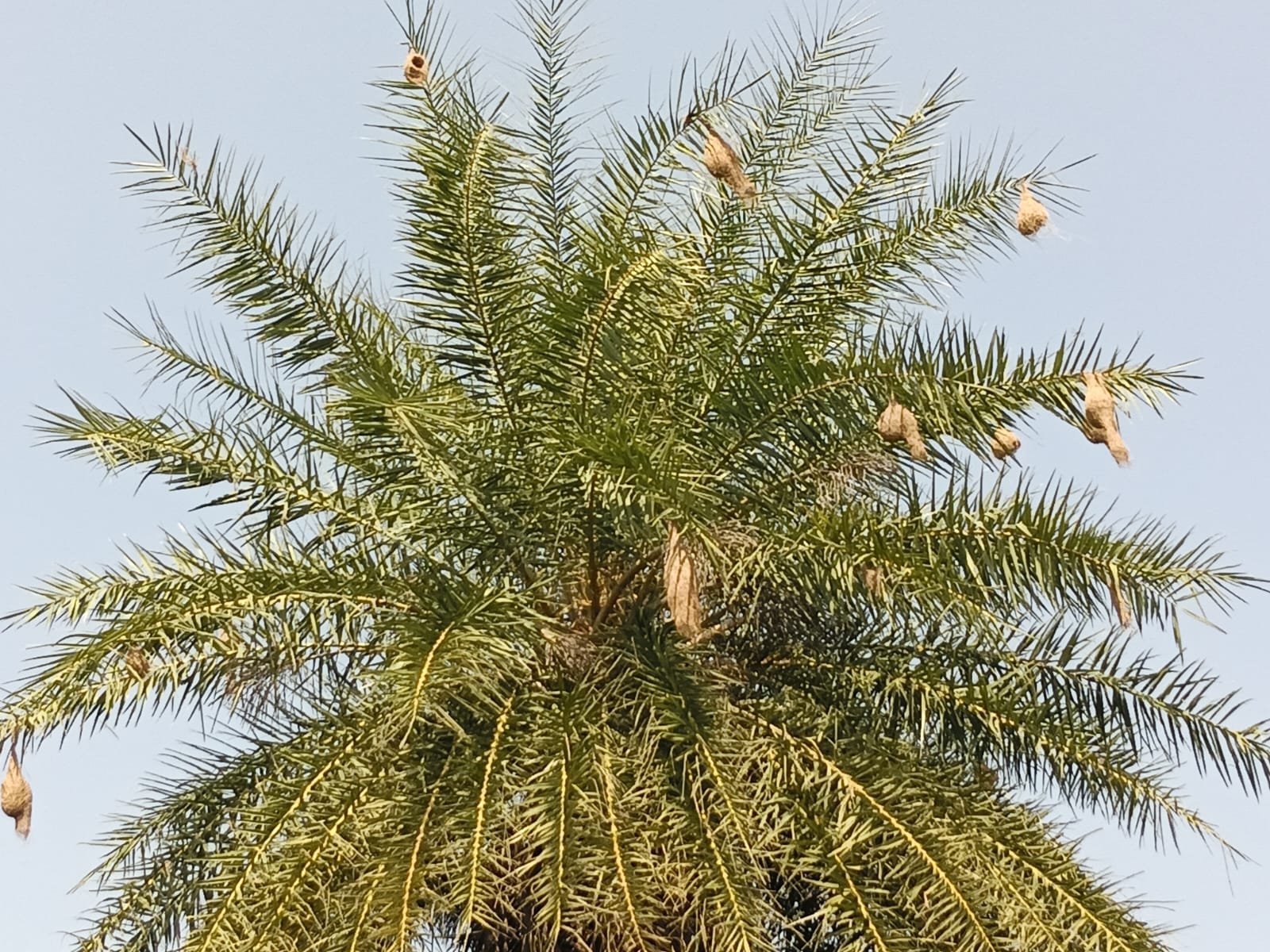 घोंसला ऐसा कि देखने वाला रह जाए हैरान, नर बया की कारीगरी पर फिदा होती है मादा
