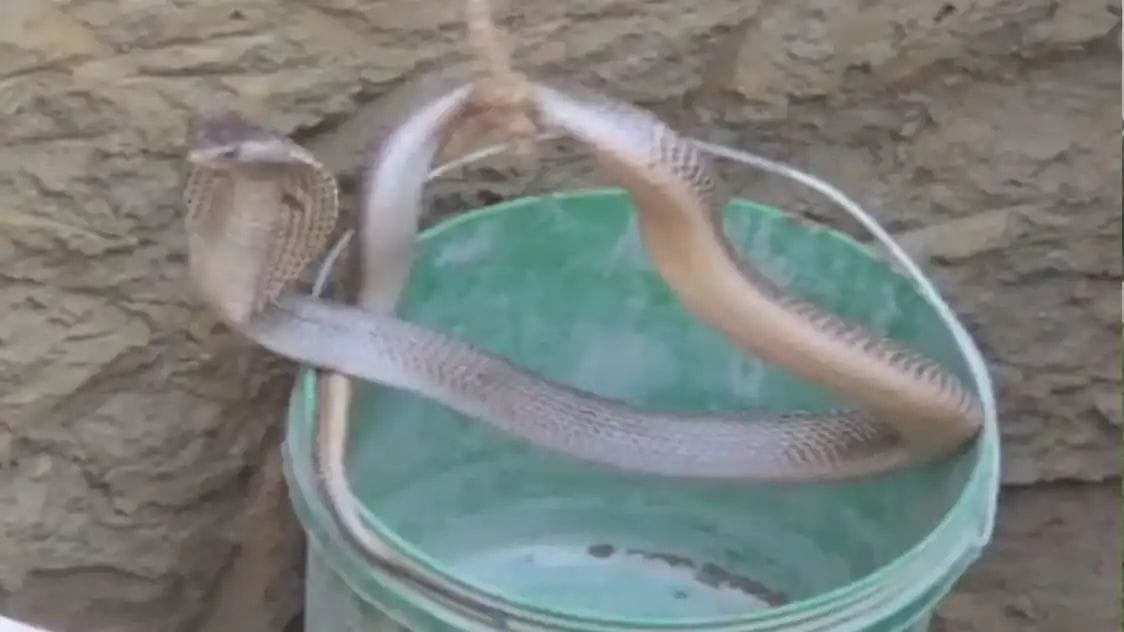 शौचालय के गड्ढे में गिरा जहरीला किंग कोबरा, ग्रामीणों ने सुरक्षित किया रेस्क्यू