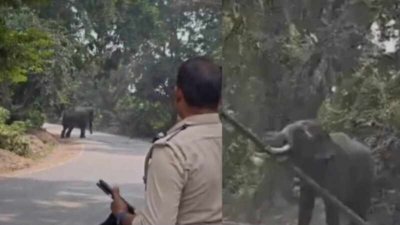 रामनगर रामलीला में हाथी के हमले से घायल महावत की मौत