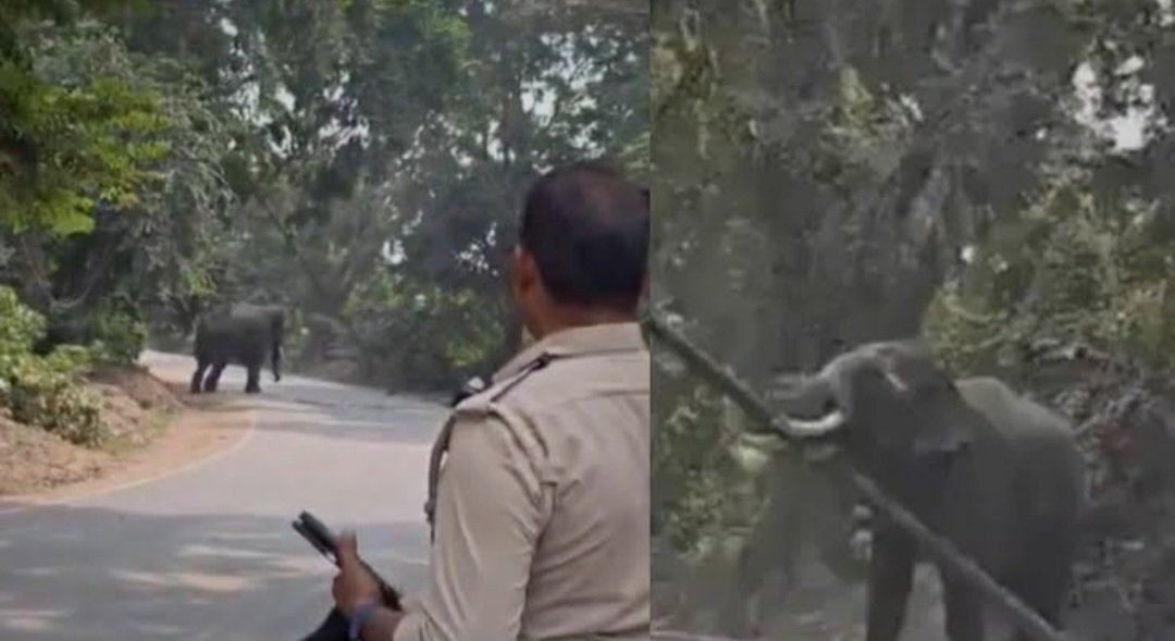 रामनगर रामलीला में हाथी के हमले से घायल महावत की मौत