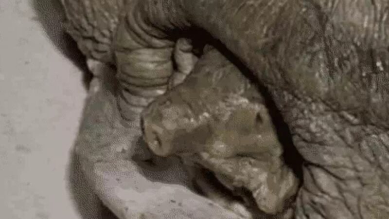 वाराणसी जंक्शन पर 24 कछुए बरामद, अमेठी का युवक गिरफ्तार