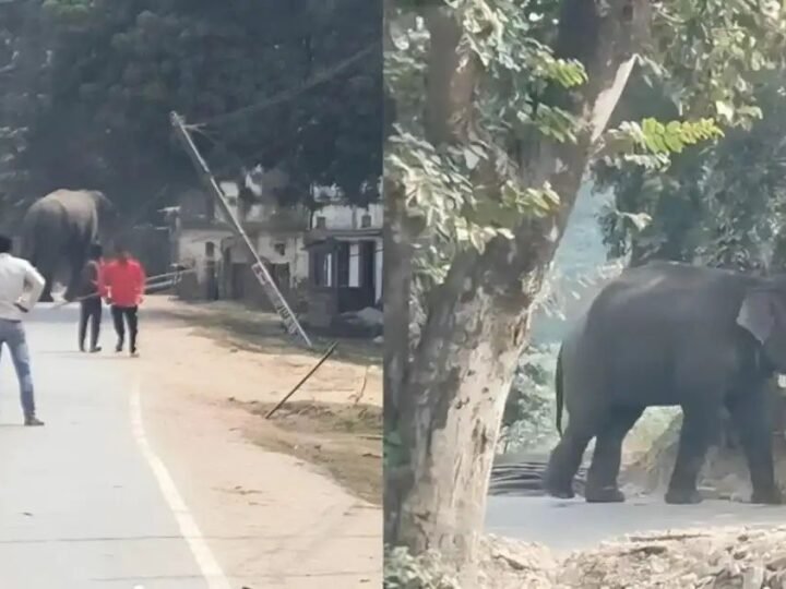 बेकाबू हाथी ने महावत को कुचला, जंगल भागा,13 साल से कर रहा था देखभाल,