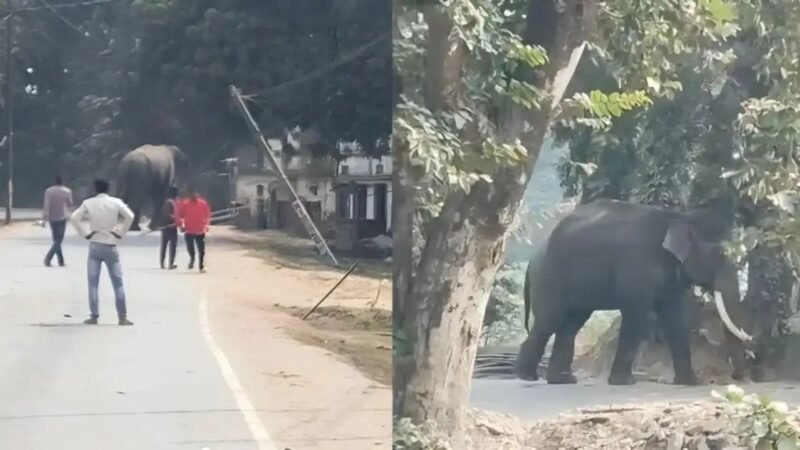 बेकाबू हाथी ने महावत को कुचला, जंगल भागा,13 साल से कर रहा था देखभाल,
